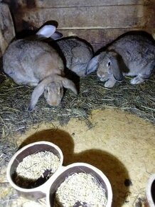 Kříženec Francouzského berana