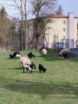 Prodám jehňata