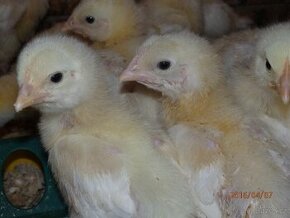 Brojlerová kuřata COBB 10 denní - 1