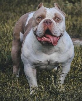 American bully Pocket s PP