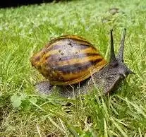 Daruji šneky achatina