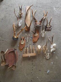 Myslivecká trofej, trofeje