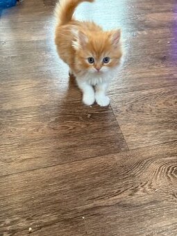 Minuet/munchkin