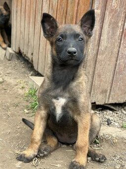 Belgický ovčák Malinois