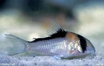 Pancéřníček Adolfův - Corydoras Adolfoi