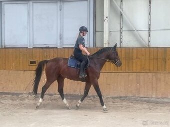 3letý hřebec (Heartvit ZH x Kannan)