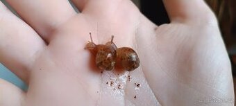 Africký šnek 🐌 - 1