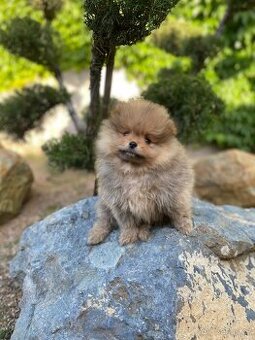 Pomeranian pes a fenka s PP