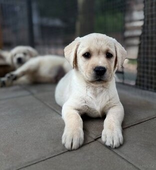 Labrador, štěňátka
