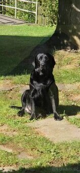 Labrador