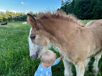 Hřebeček IRSKÝ COB RED ROAN