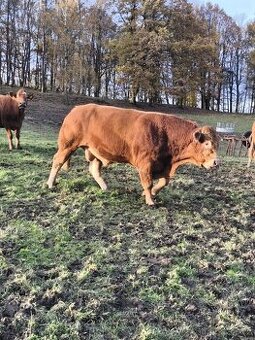 Prodám plemenného býka Limousine
