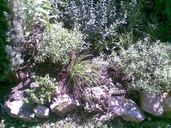 Nyní sázet,bylinky na skalku, středomořská zahrádka sazenice