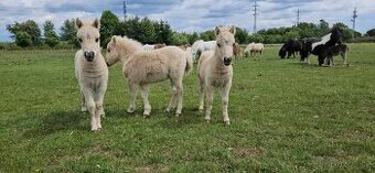 Shetland pony v mini typu- hřebečci
