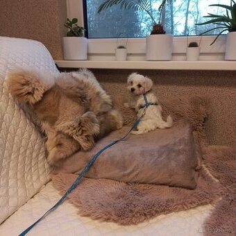 Maltézský psík - maltézáček- pejsek