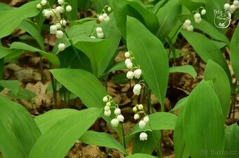 TRVALKY - mladé rostlinky