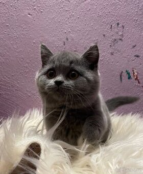 Britská modrá krátkosrstá koťata s pp