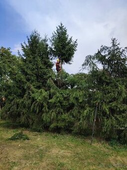 Rizikové kácení stromů