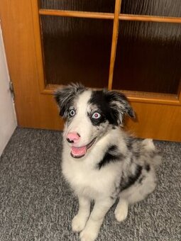 Border kolie na prodej