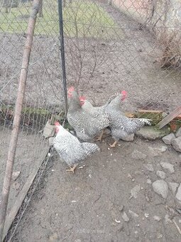 Prodám letošní kohouty