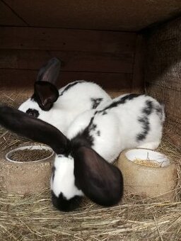 Německý obrovitý strakáč a kříženci obrů