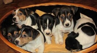 Jack Russell teriér