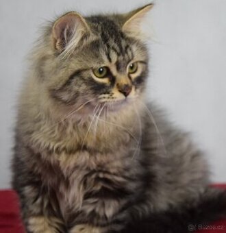 Sibiřské kotě s PP