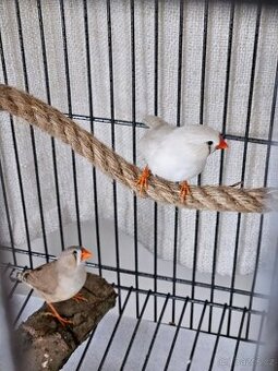 Zebřička pestrá samičky