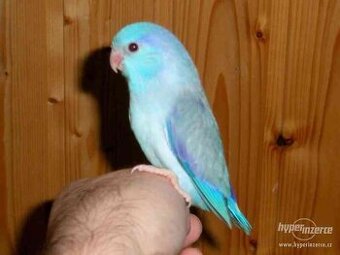 KOUPÍM PAPOUŠÍČEK ŠEDOKŘÍDLÝ