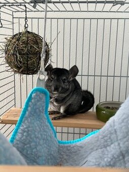 Činčila s klecí a kompletním vybavením