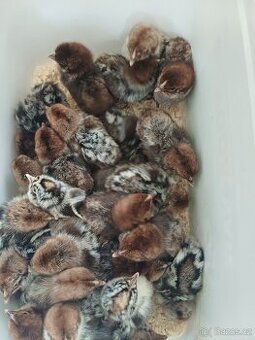 Prodám kuřátka Brakelky