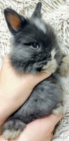 Zakrslý králík, králíček TEDDY - JUSTÝNA