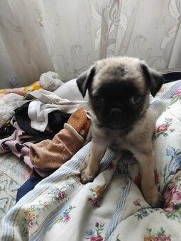 Obrázek k inzerátu: Mops