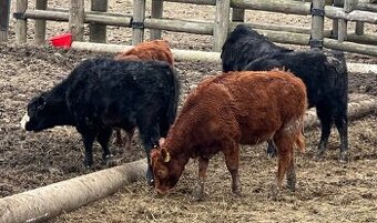 Jalovice a býčci Aberdeen Angus