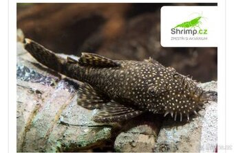 Ancistrus sp.