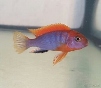 prodám skupinu Labidochromis hongi - 1