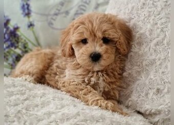 Maltipoo