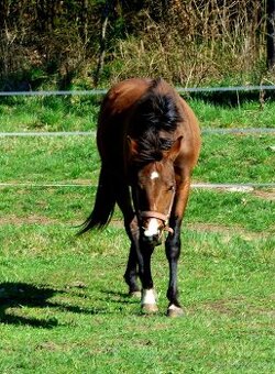 QH kobyla