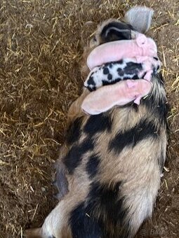 Kune Kune