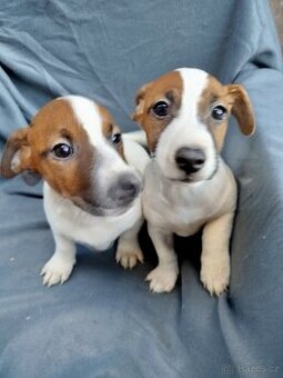 Jack Russell Teriér.