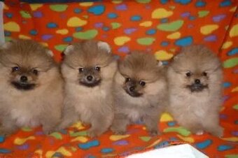 Pomeranian mini