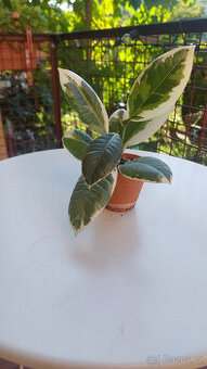 Ficus Tineke