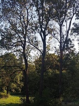 kmeny jasanu - surové dřevo