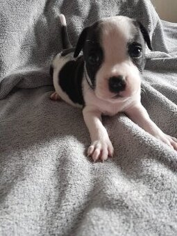 Stafordšírsky bulterier