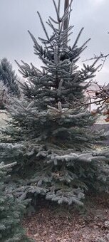 Vánoční stromeček, stromek, strom, smrk pichlavý