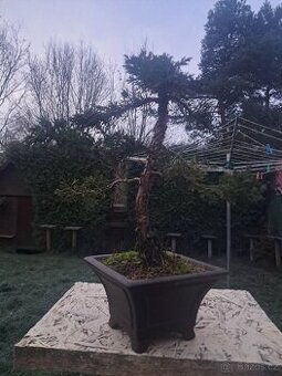 Bonsaj,bonsai Jalovec Čínský