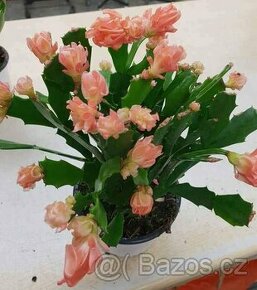 Divoký vánoční kaktus