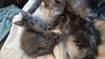 Valentýnská koťátka,mainská mývalí kočka