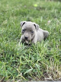 Americký stafordšírsky teriér