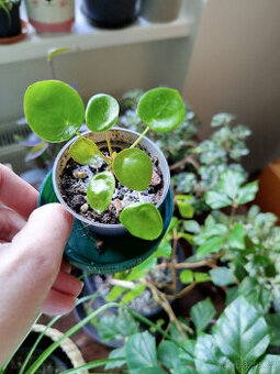 Pilea - pokojová rostlina